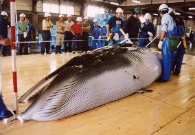 Japan researchers examine minke whale
